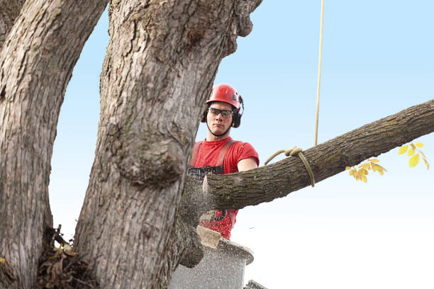 Best Arborist Consultation Services  in USA